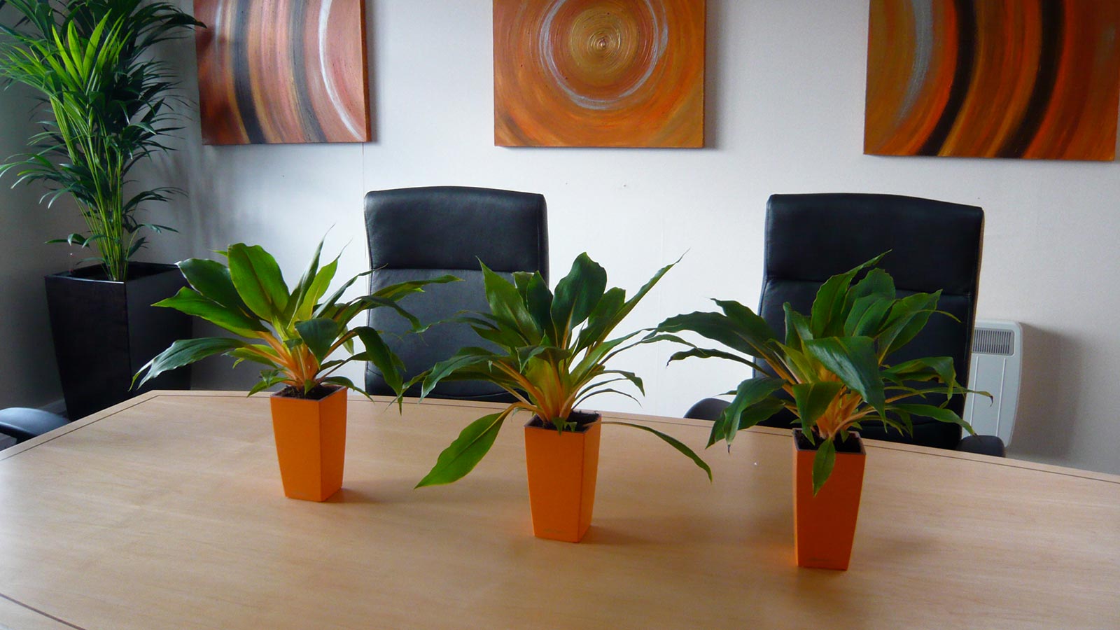 Artificial Interior Plant Displays Cringleford