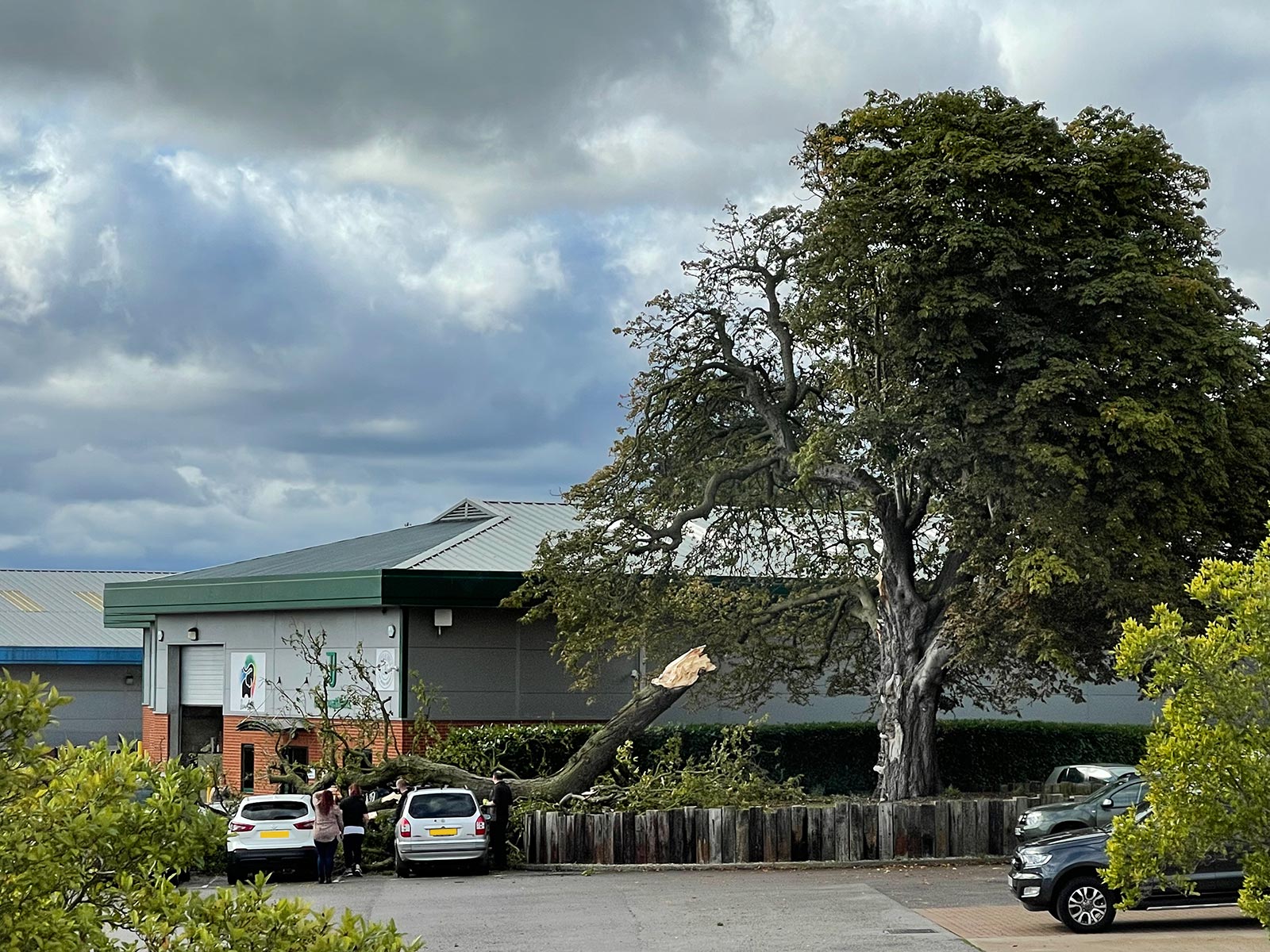 Specialist Tree Surgeons Services Hethersett