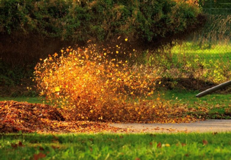 Blowing autumn fallen leaves
