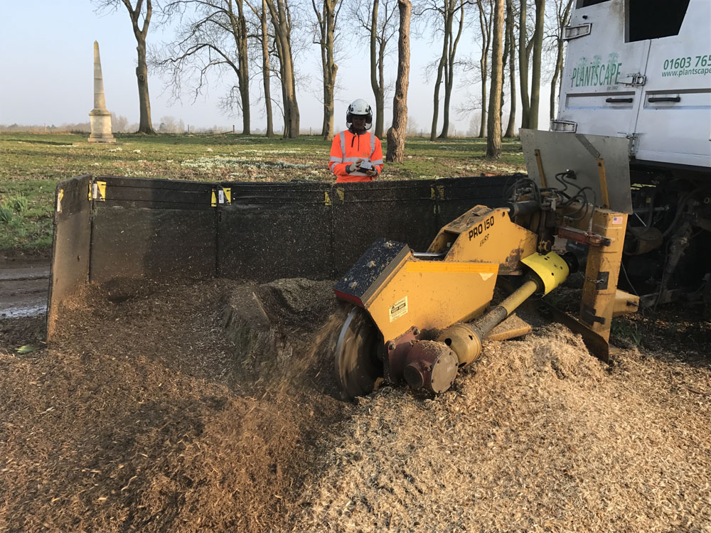 Professional Tree Stump Grinding Services Mulbarton