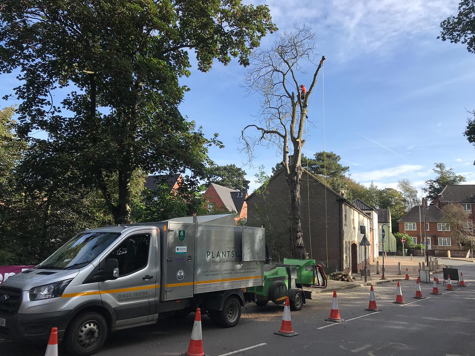 Safe Tree Removal Cringleford