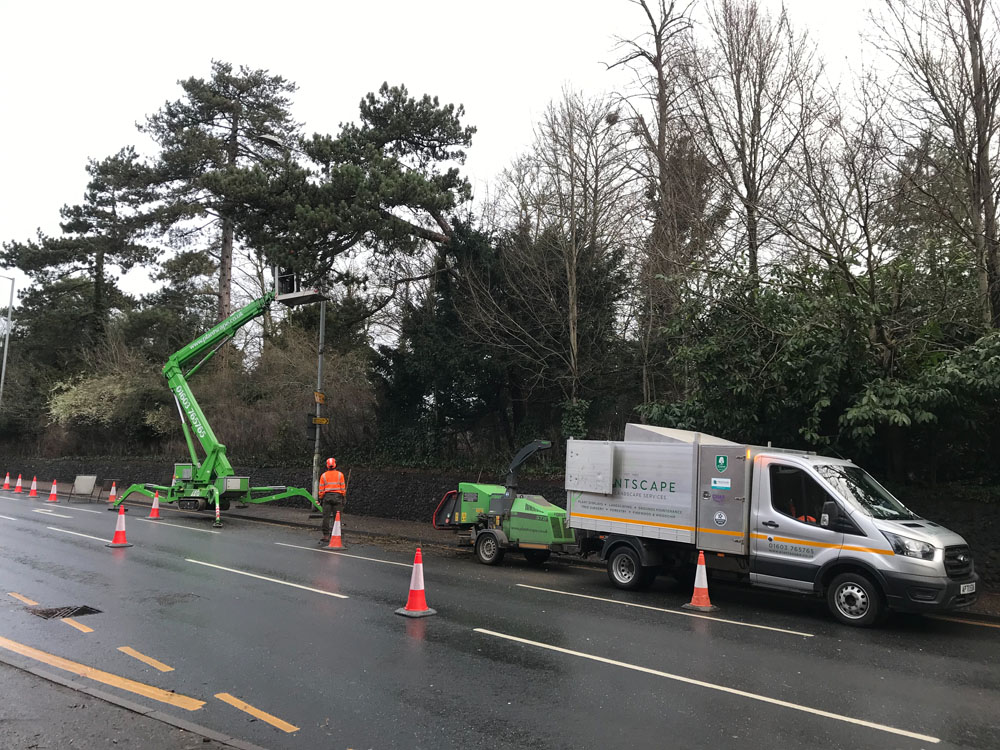 Safe Tree Removal Poringland