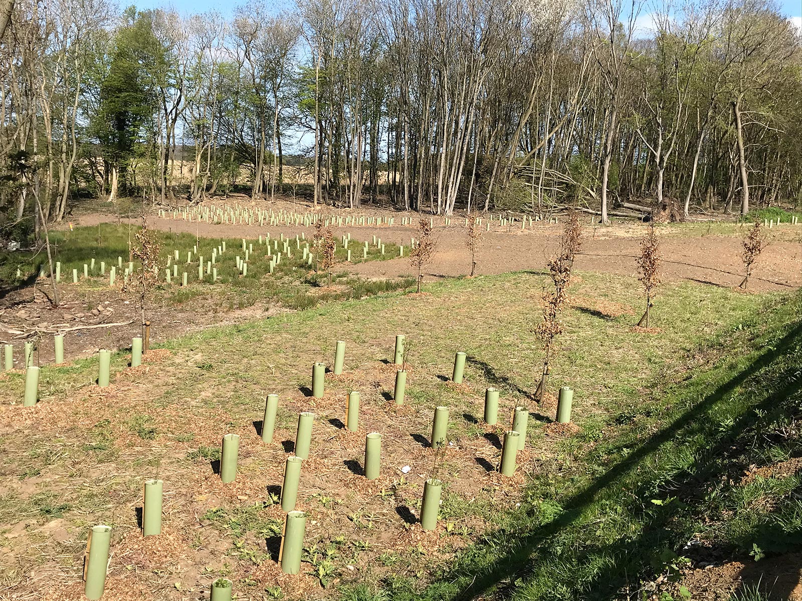 Tree And Hedge Planting Hethersett