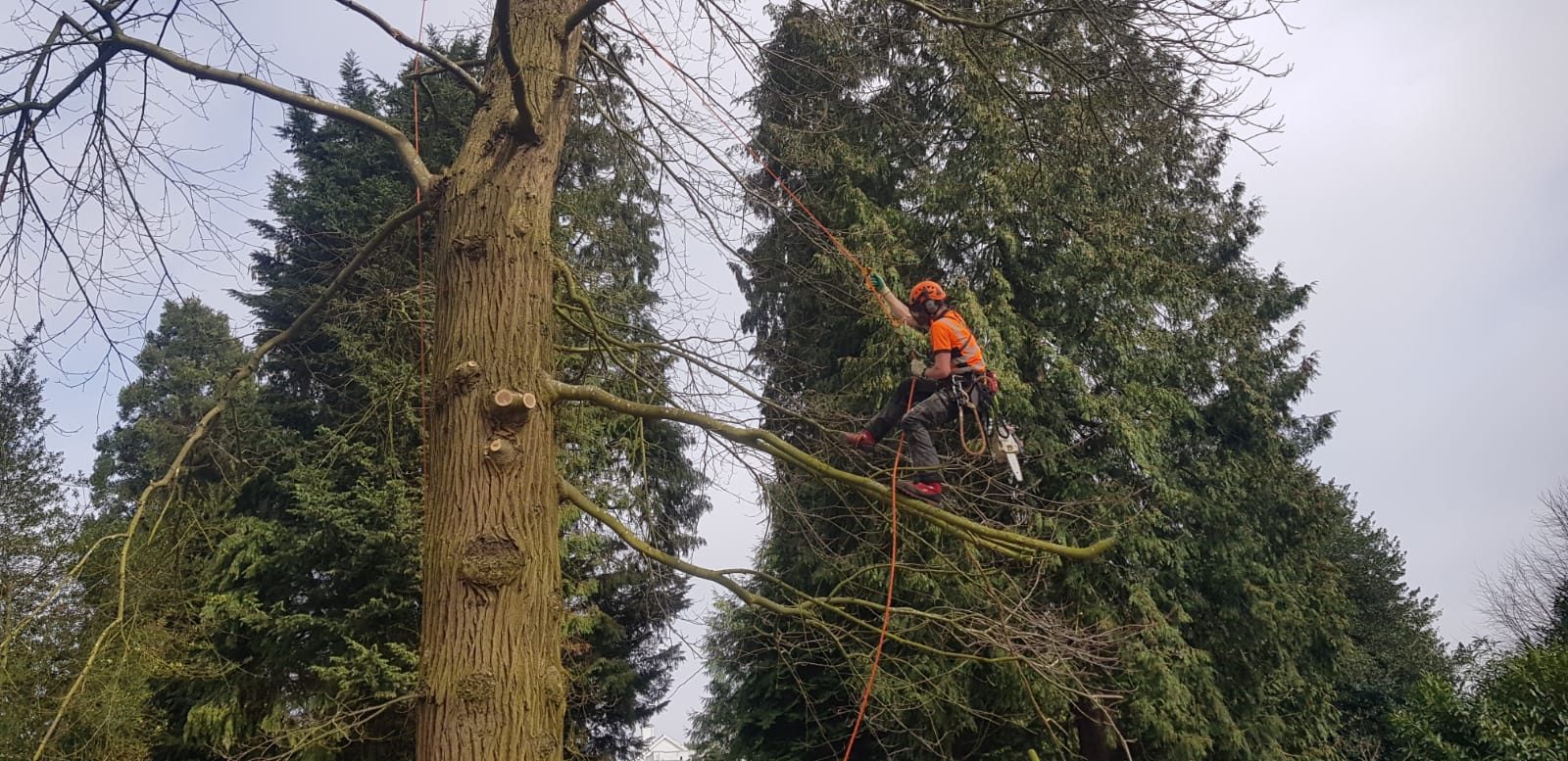 Safe Tree Trimming Norfolk