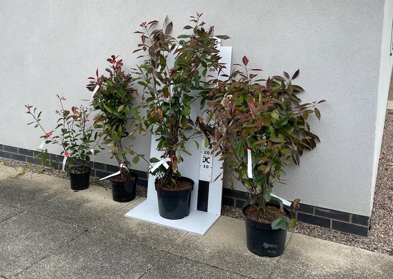 NPS - Photinia 'Red Robin'