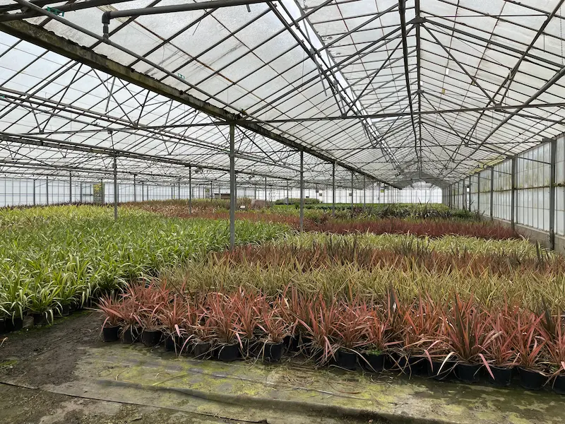 Glasshouse - Phormium