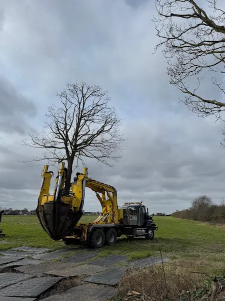 Tree Spade - Oak Tree