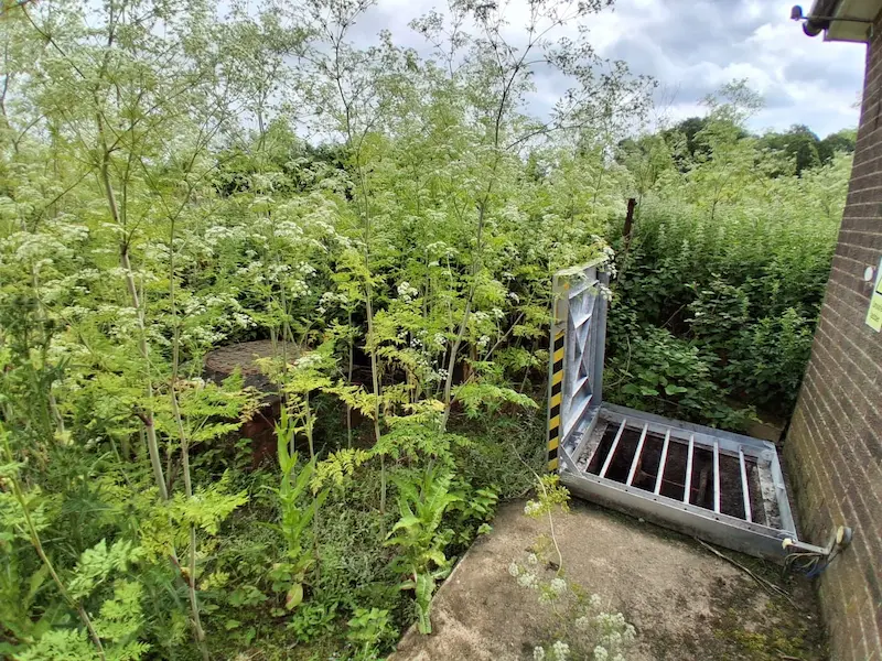 Hemlock - weed control